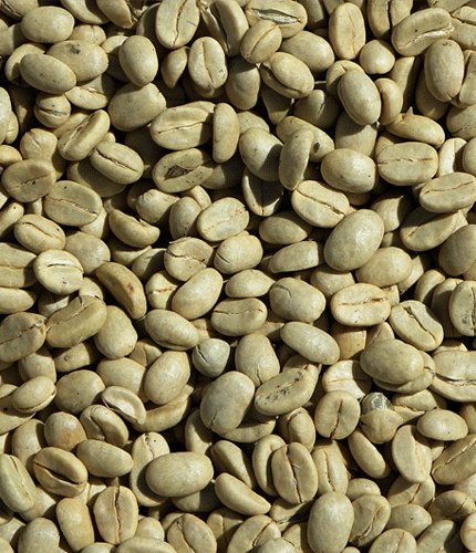 Coffea arabica
 	50% Chlorogenic acids; <2% Caffeine